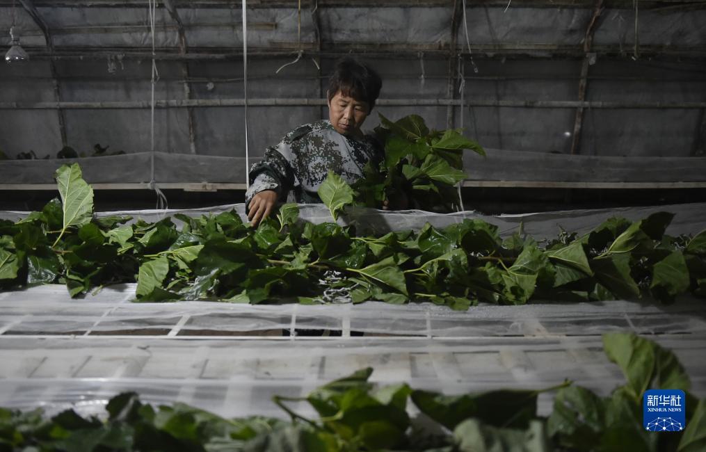 波克捕鱼微信qq新版下载